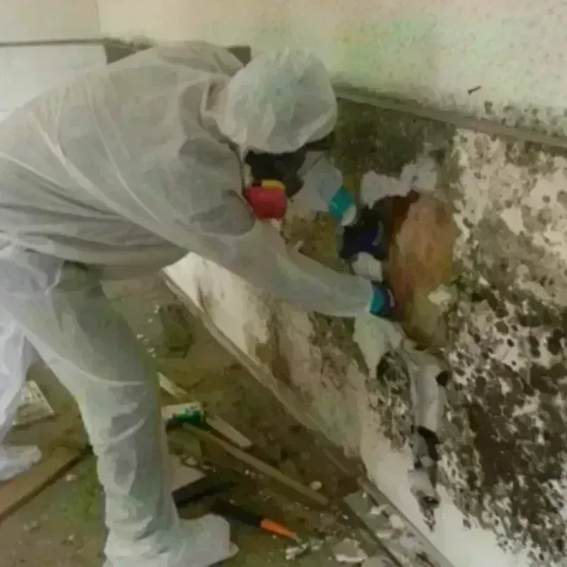 Mold Remediation and Removal in Manassas Park, VA